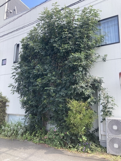 IMG_8018.jpeg