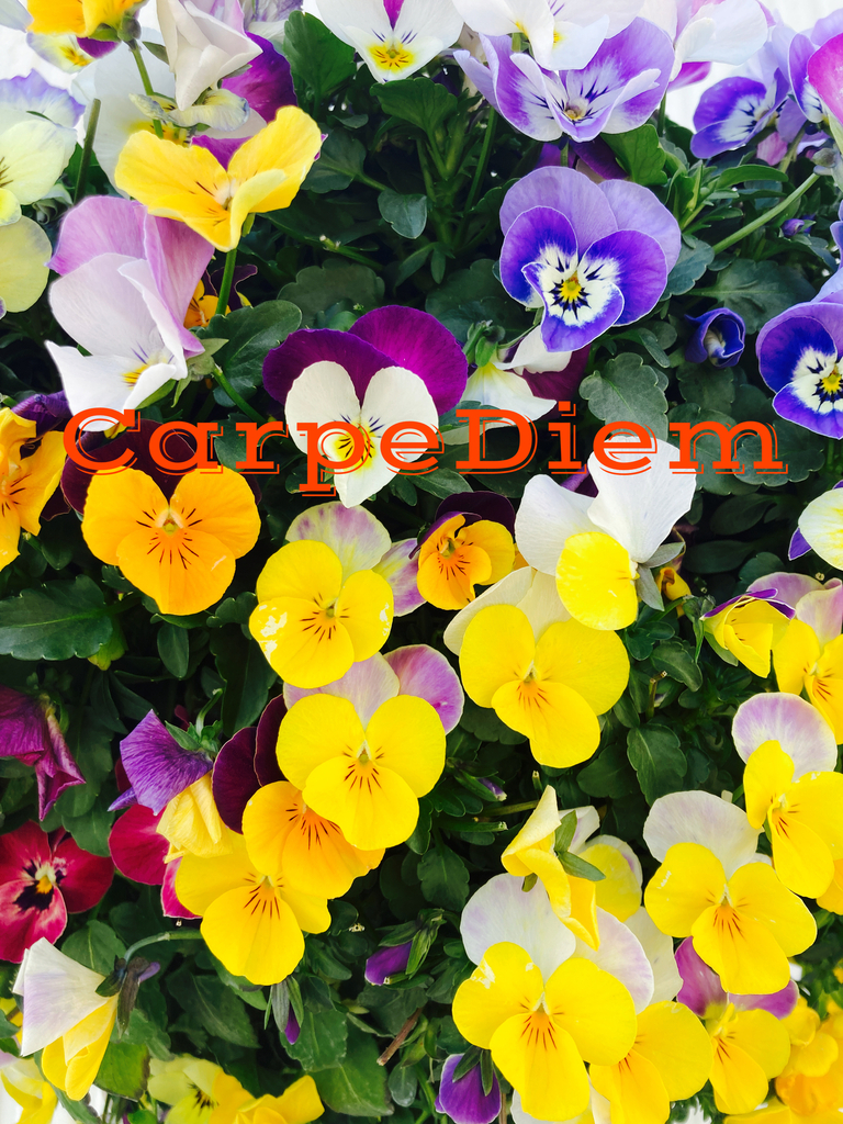 phonto-7b2ba.jpeg